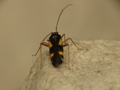 Dryophilocoris flavoquadrimaculatus