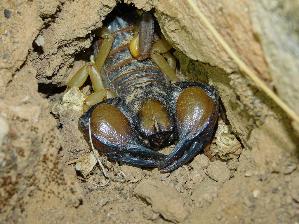 Namaqua Burrowing Scorpion from West Coast District Municipality, South ...