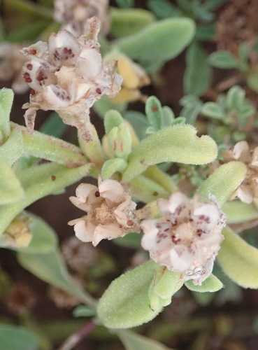 Mesembryanthemum aitonis Jacq. 4