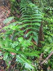 Cyathea horrida