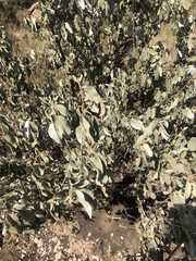 Croton gratissimus subgratissimus