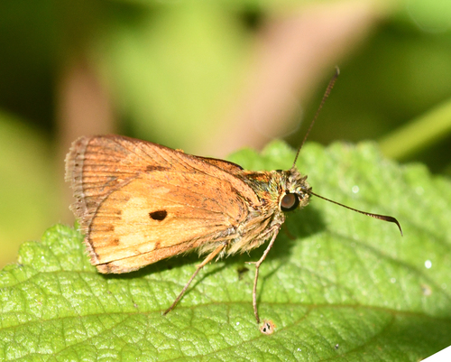 Pheraeus montes