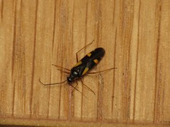 Dryophilocoris flavoquadrimaculatus