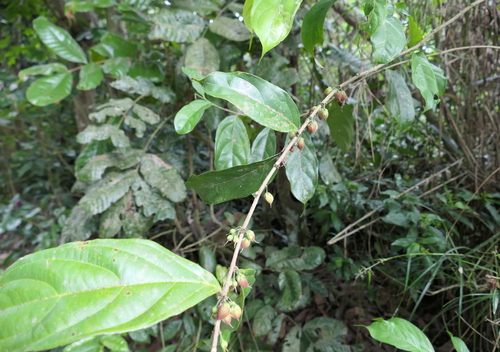Foto de Pimenta-de-macaco
