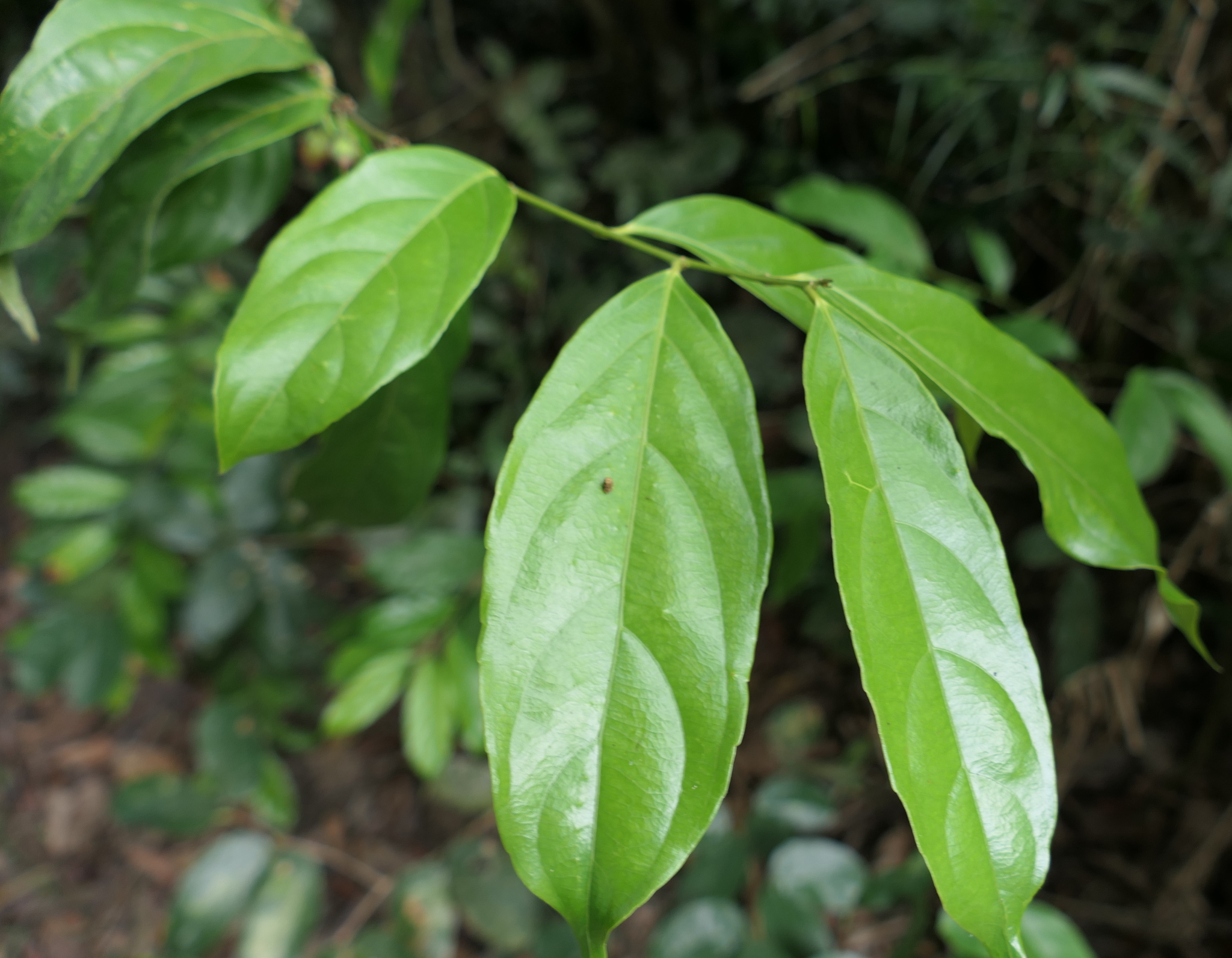 Imagem de Pimenta-de-macaco