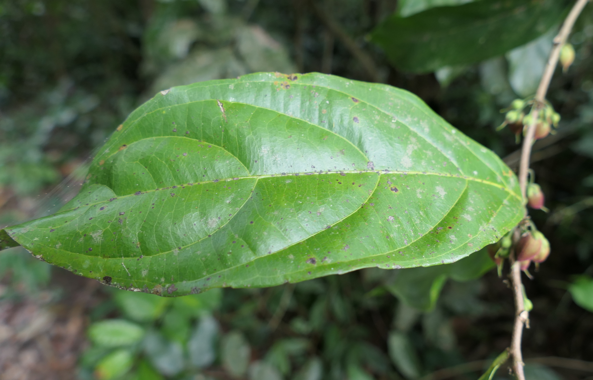 Imagem de Pimenta-de-macaco