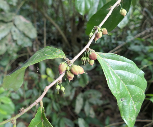 Foto de Pimenta-de-macaco