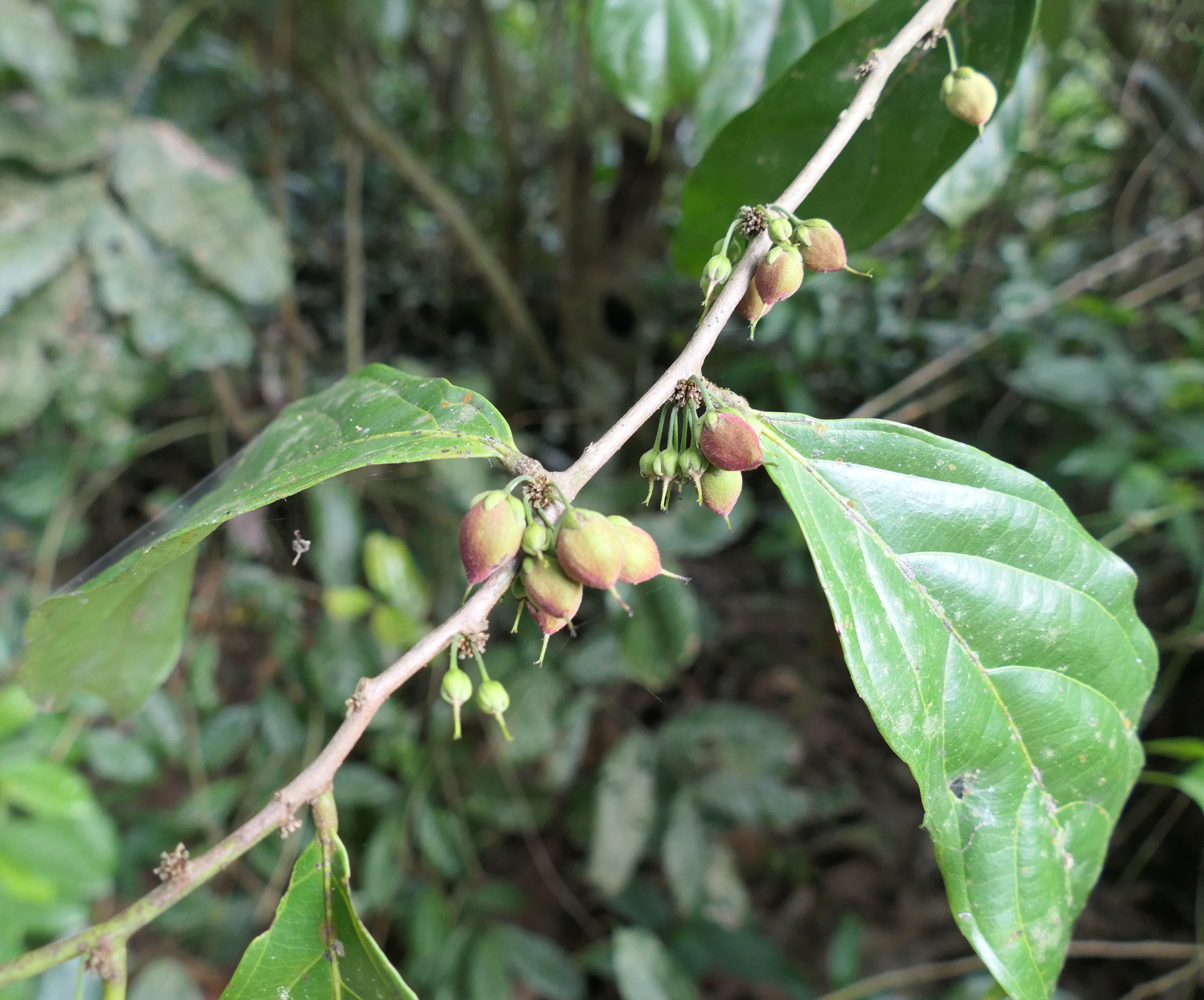 Imagem de Pimenta-de-macaco
