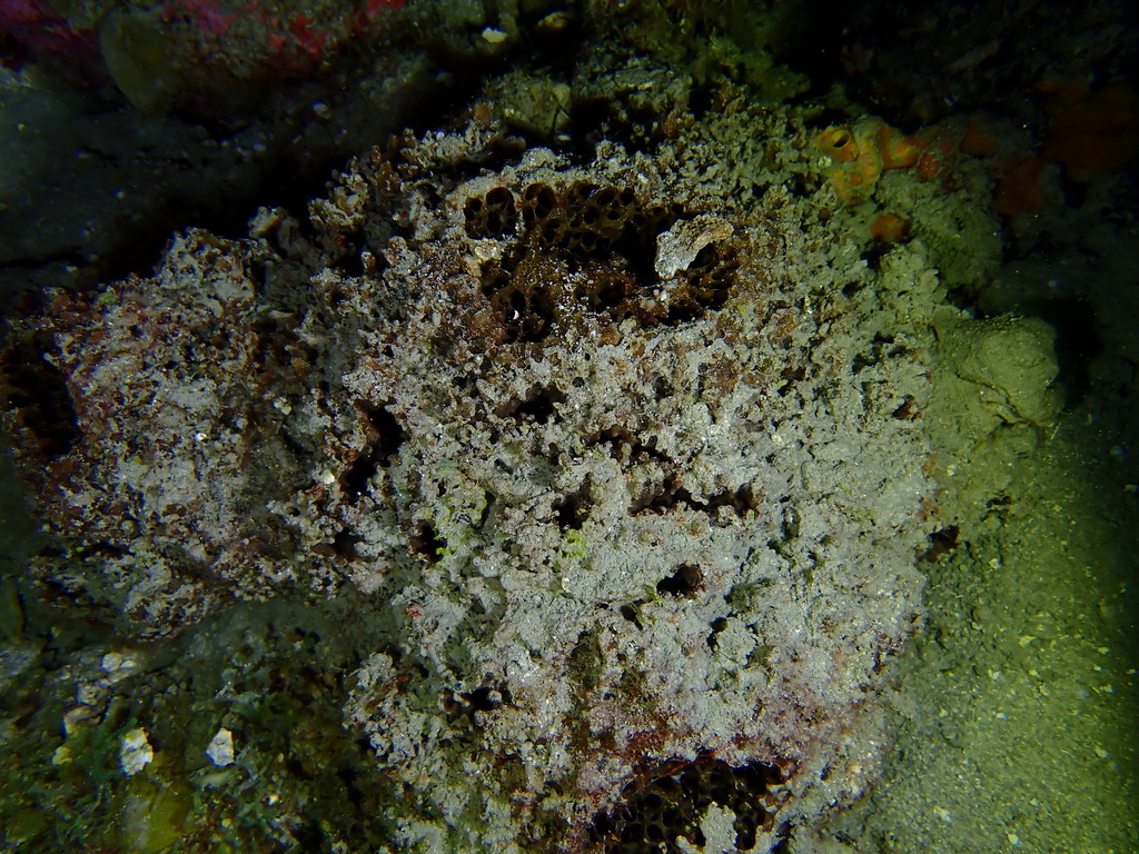 Biemna cribaria
