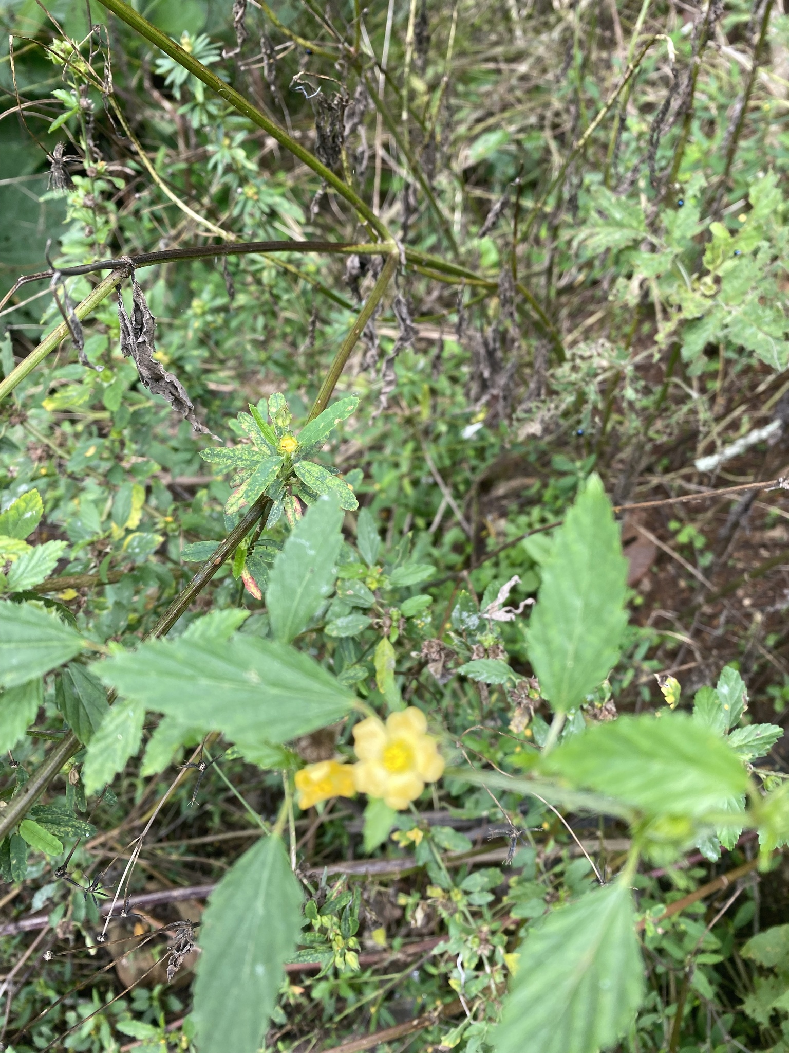 Sida rhombifolia