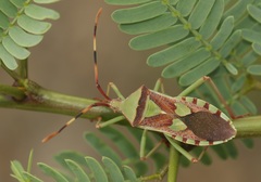 Prismatocerus prominulus