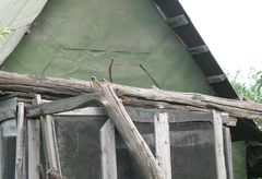 Phoenicurus phoenicurus