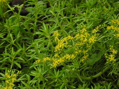 Sedum mexicanum