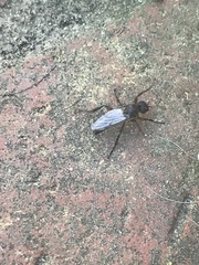 Bibio femoratus