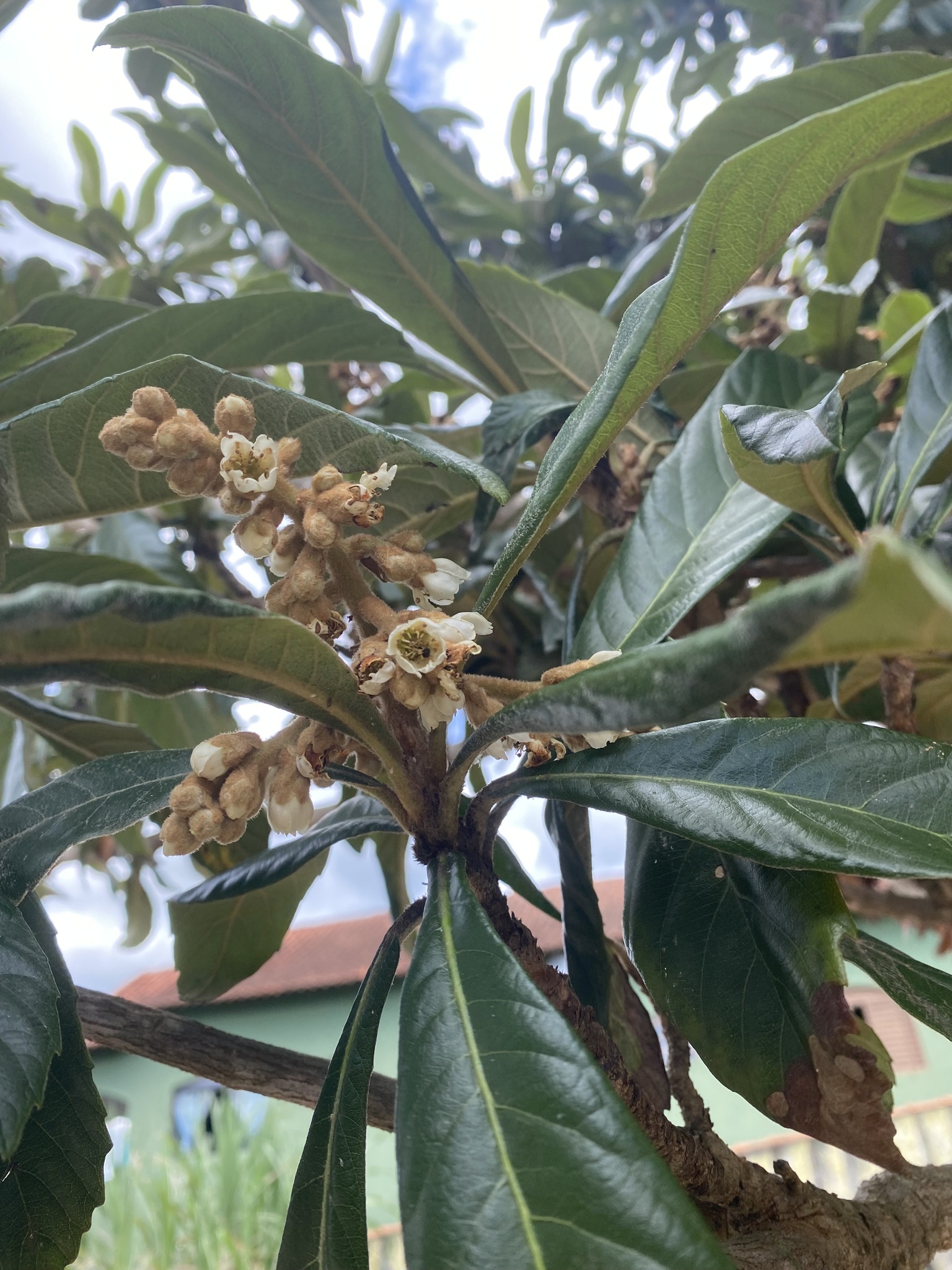 Eriobotrya japonica