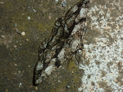 Peribatodes umbraria