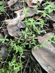 Galium bolanderi