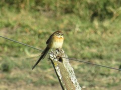 Schoeniophylax phryganophilus