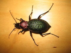 Carabus lafossei