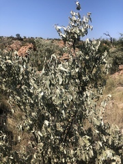 Croton gratissimus subgratissimus