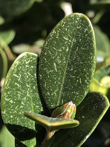 Boxwood Mite