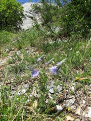 Veronica austriaca jacquinii