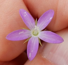 Triodanis