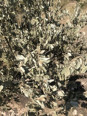 Croton gratissimus subgratissimus