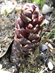 Kopsiopsis strobilacea