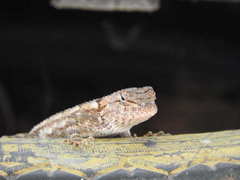 Sceloporus nelsoni