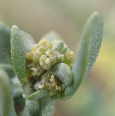 Exomis microphylla