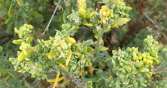 Exomis microphylla