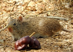 Sigmodon arizonae