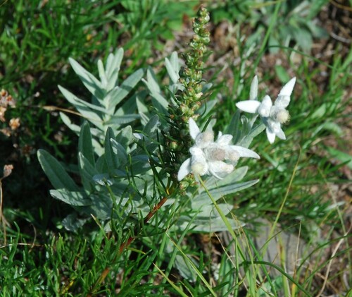 Leontopodium leontopodioides (Leontopodium leontopodioides)