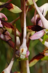 Disa cooperi