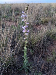 Penstemon buckleyi