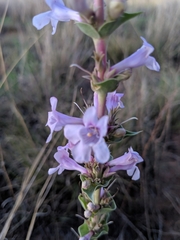 Penstemon buckleyi