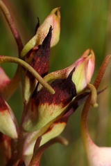 Disa cooperi