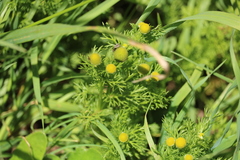 Matricaria