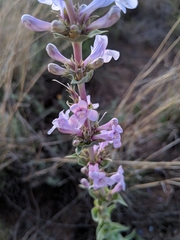 Penstemon buckleyi
