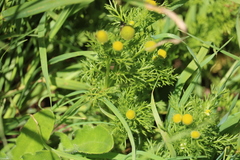 Matricaria