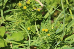 Matricaria
