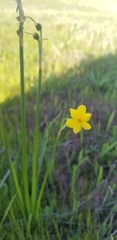 Narcissus jonquilla