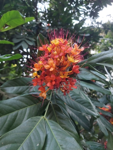 Image of Saraca asoca by (c) Ramesh Shenai Jr., some rights reserved (CC BY)