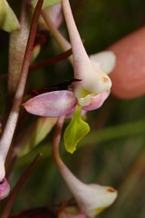 Disa cooperi