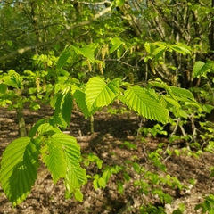 Carpinus betulus