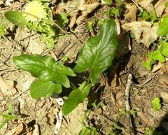 Arum cylindraceum