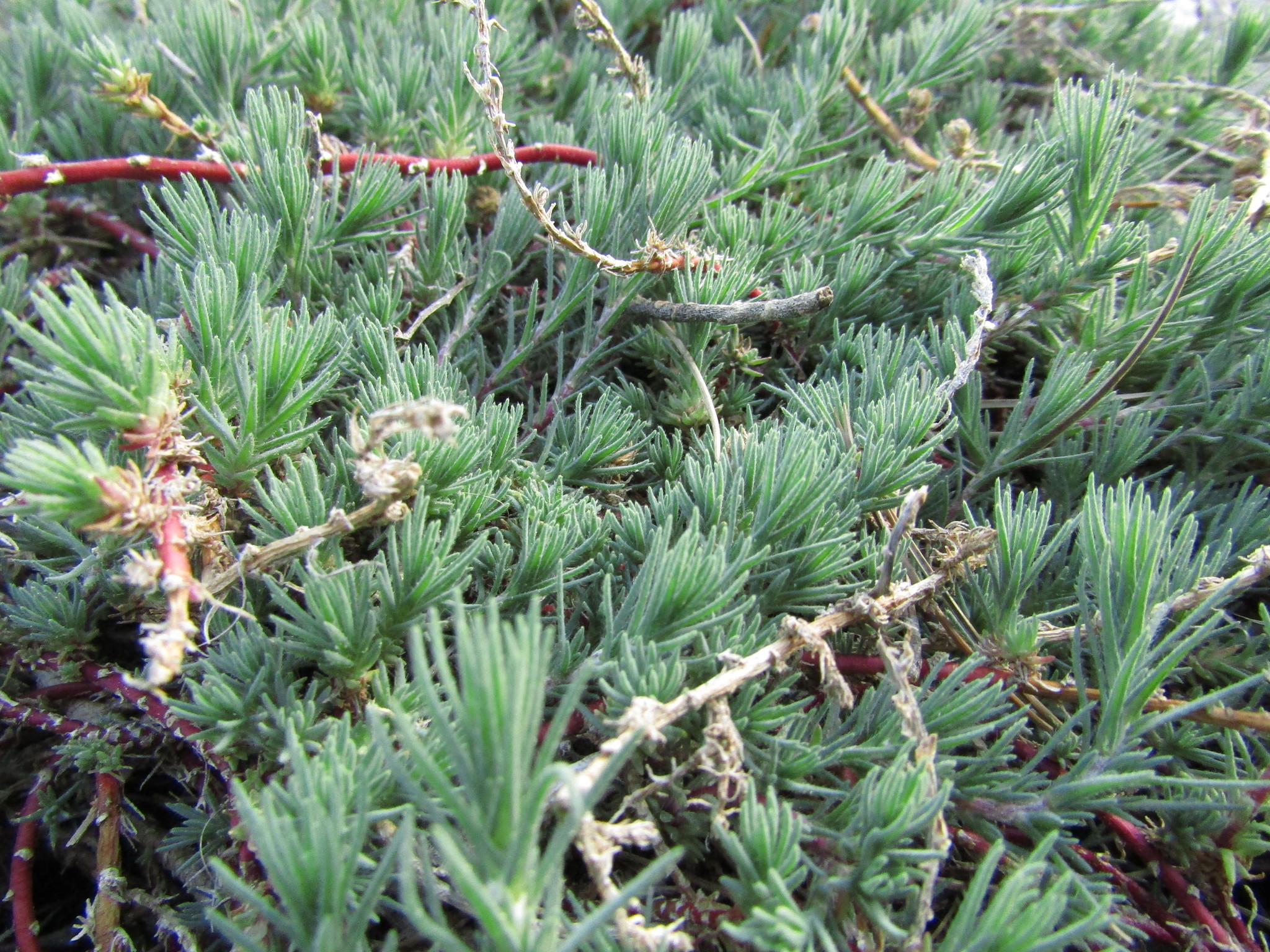 Camphorosma monspeliaca