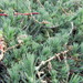 Montpellier Stinking Ground Pine - Photo (c) Nina Išić, some rights reserved (CC BY-NC), uploaded by Nina Išić