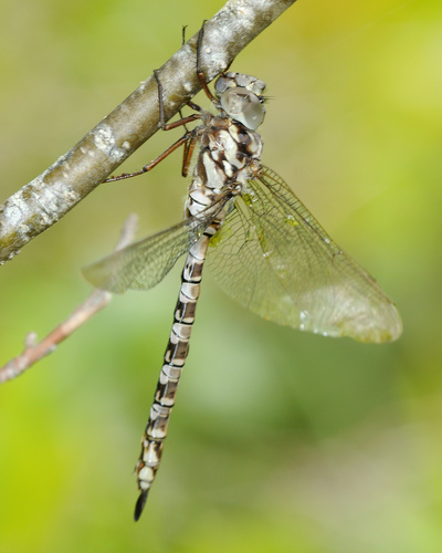 Mottled Darner photo 3